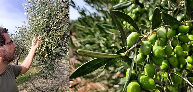 Sklizeň středomořských oliv na panenský olivový olej